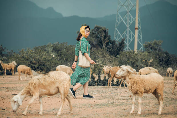 Địa điểm du lịch Ninh Thuận - Đồng cừu